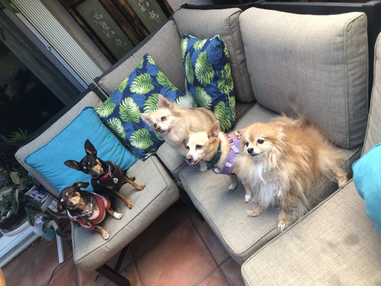 Picasso’s Playdate Paradise: Pom Paws and Furry Friends at my Friend’s Haven