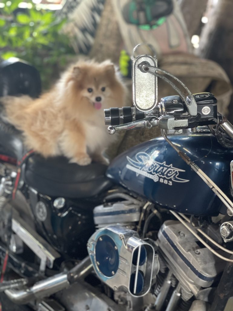 Picasso’s Miami Adventure: Paws, Paintings, and a Motorcycle Ride in the Keys
