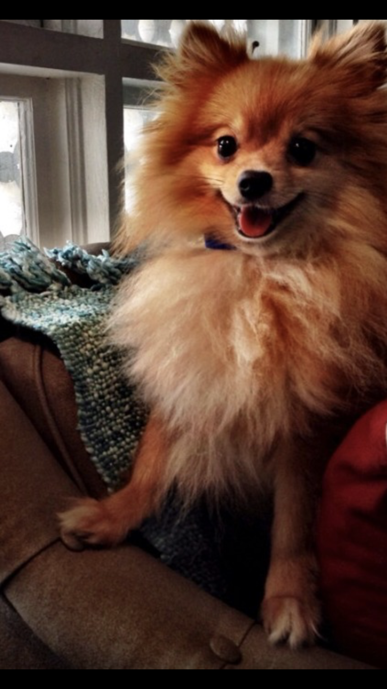 Picasso’s Day in the Spotlight: Paws, Poses, and the Brown Couch at Doggie Daycare