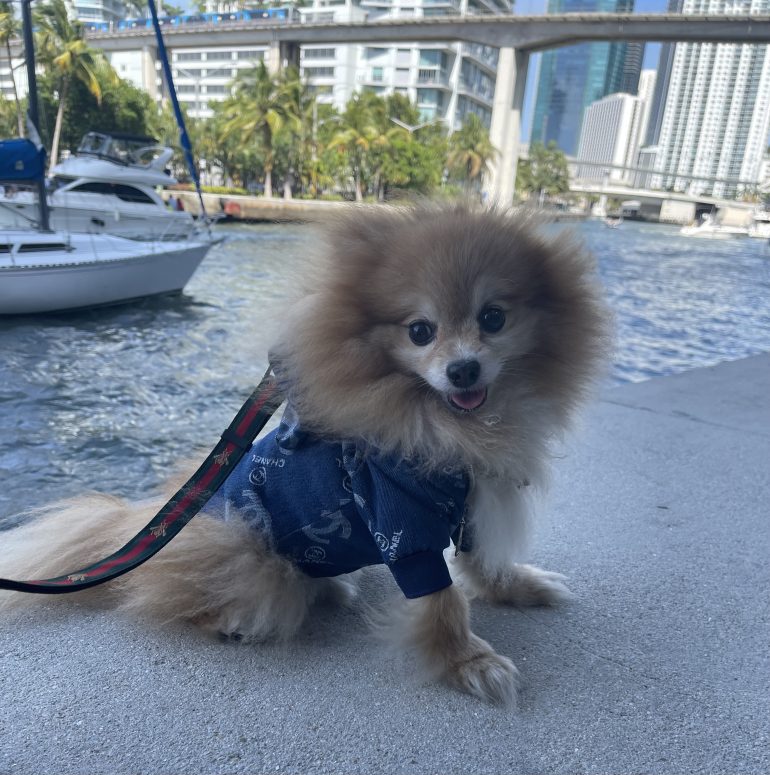 Picasso’s Riviera Stroll: Paws, Yachts, and a Day of Canine Glamour by the Miami River