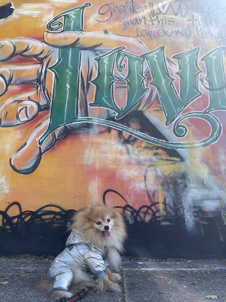 Picasso’s Paws and the Graffiti Canvas: A Colorful Tale from Wynwood, Miami