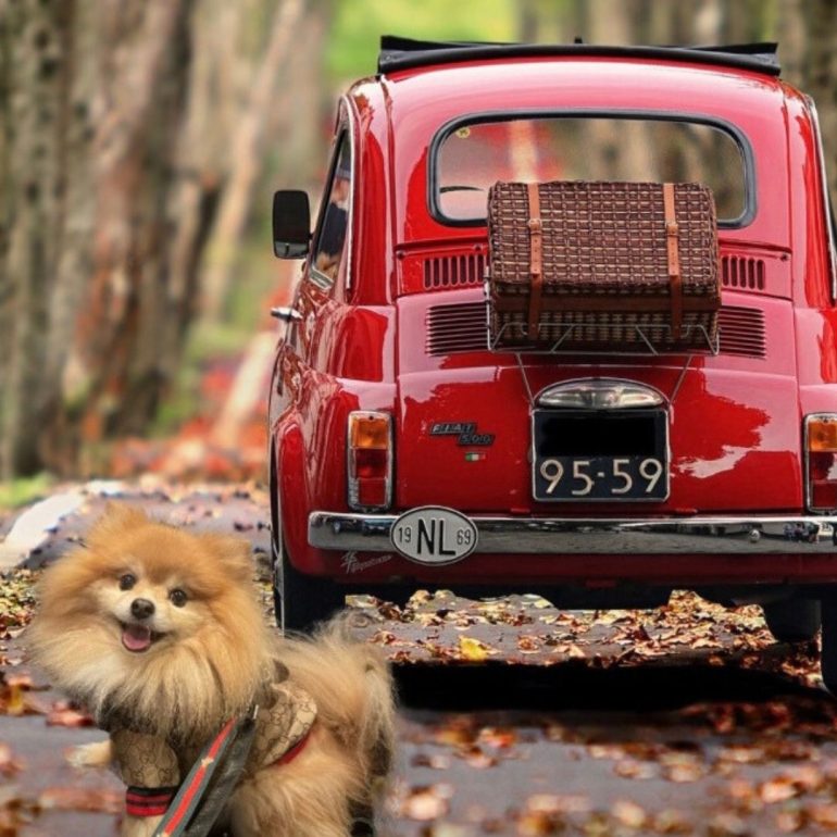 Picasso Paws and Vintage Wheels: A Pawsitively Charming Photoshoot